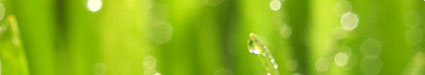 BBI International Online Business Consultants